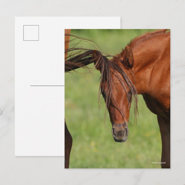 Cartão Postal Pé de Warmblood Chestnut com Cauda na Cabeça (Frente/Verso)