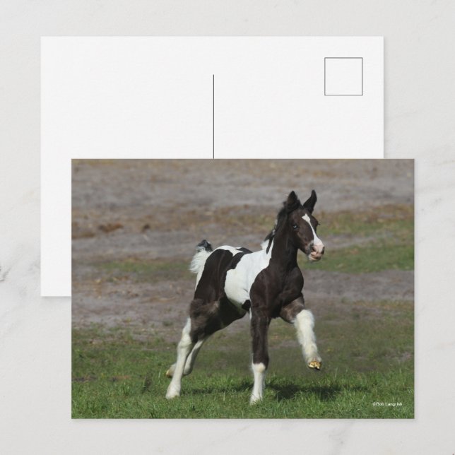 Cartão Postal Pé do Vanner Gypsy preto e branco correndo (Frente/Verso)