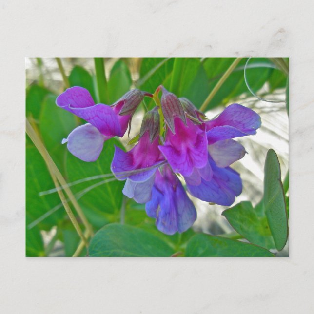 Cartão Postal Pea de praia (Lathyrus maritimus) — Elementos de c (Frente)