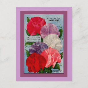 Cartão Postal Pea Plant Vintage Seed Packet Art