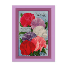 Pea Plant Vintage Seed Packet Art