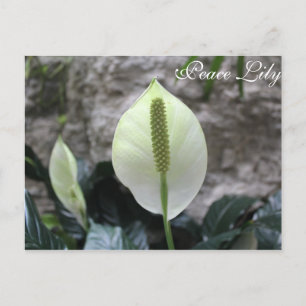 Cartão Postal Peace Lily # 3