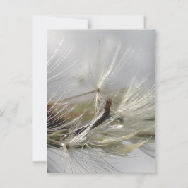 Cartão Postal Peaceful, Elegante, Shimmering Poof Dandelion