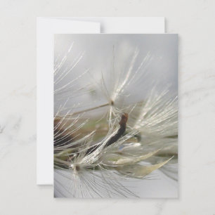 Cartão Postal Peaceful, Elegante, Shimmering Poof Dandelion