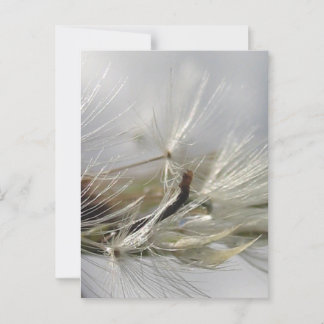 Cartão Postal Peaceful, Elegante, Shimmering Poof Dandelion