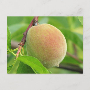 Cartão Postal Peach Fuzz