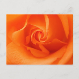 Cartão Postal Peach Orange Rosa