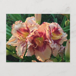 Cartão Postal Peach Oriental Lily Flowers