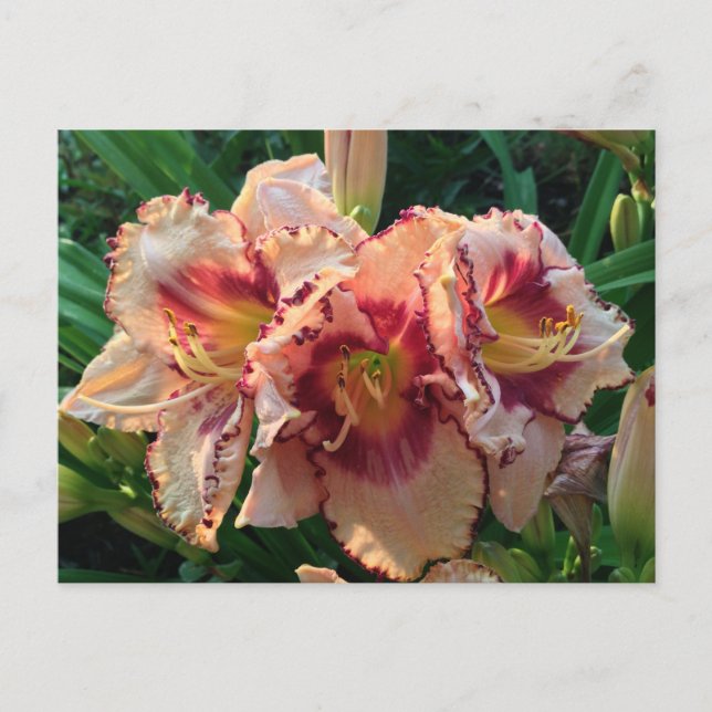 Cartão Postal Peach Oriental Lily Flowers (Frente)