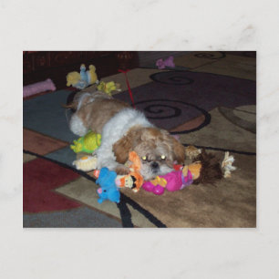 Cartão Postal PEACHES The Cute Shih Tzu