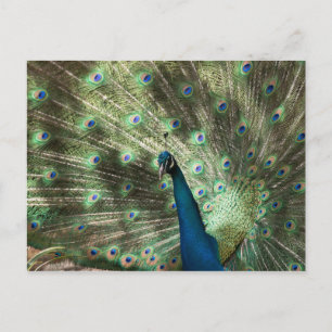 Cartão Postal Peacock