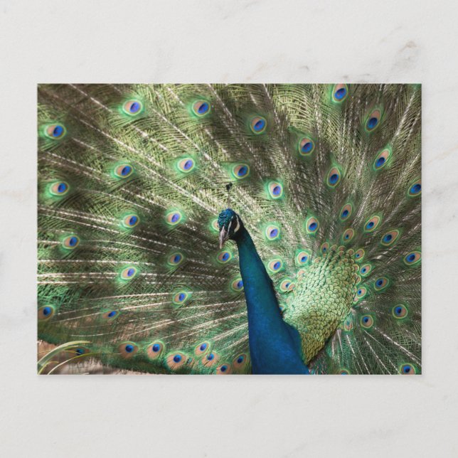 Cartão Postal Peacock (Frente)