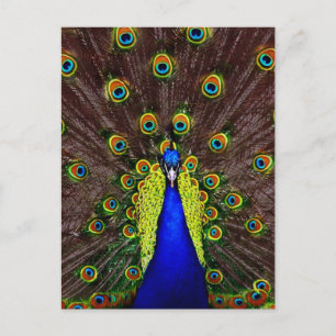 Cartão Postal Peacock