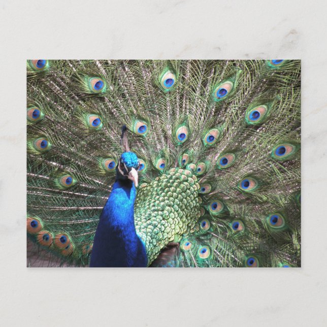 Cartão postal Peacock (Frente)
