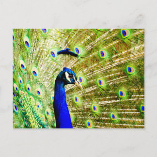 Cartão postal Peacock