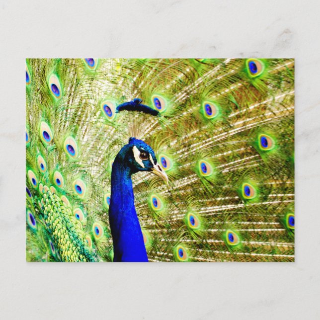 Cartão postal Peacock (Frente)