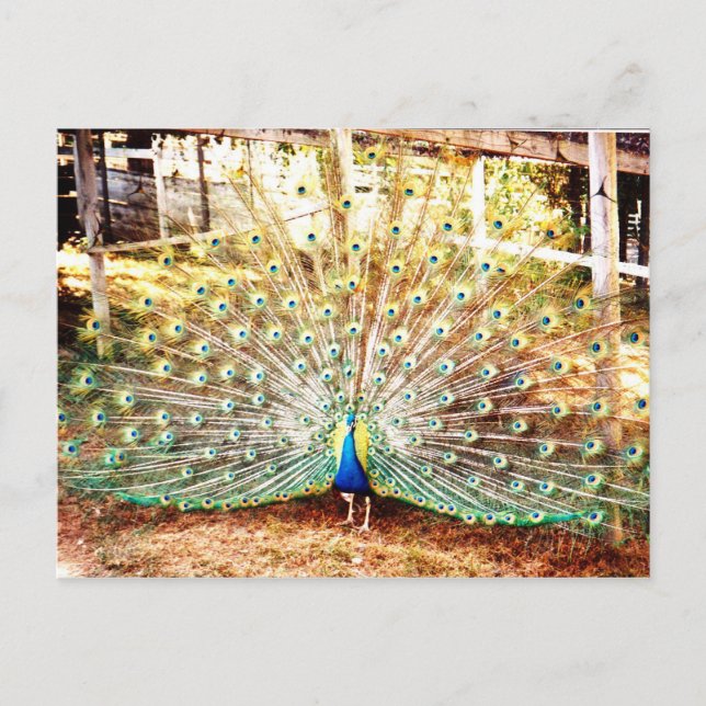 Cartão postal Peacock (Frente)