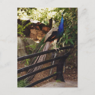 Cartão postal Peacock