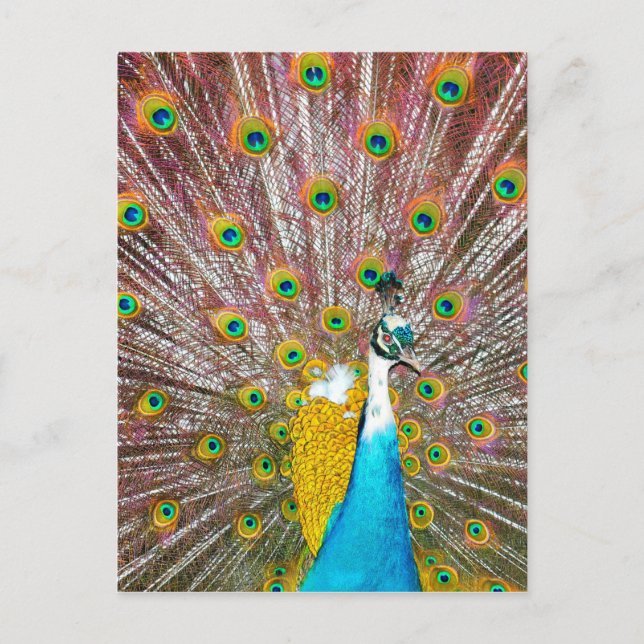 Cartão Postal Peacock (Frente)