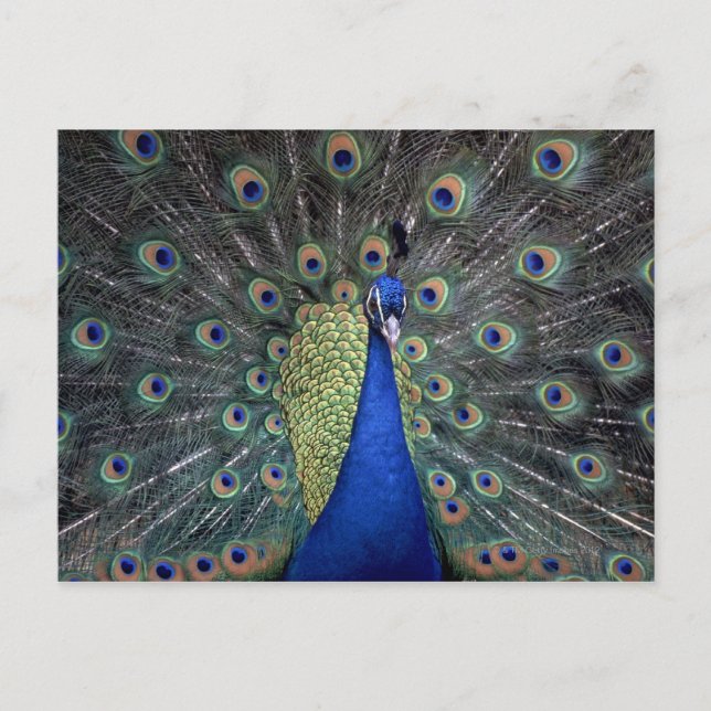 Cartão Postal Peacock (Frente)
