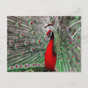 Cartão Postal Peacock