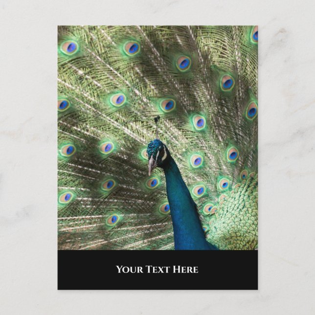 Cartão Postal Peacock (Frente)