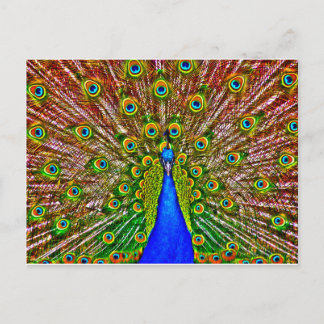 Cartão Postal Peacock