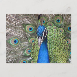 Cartão postal Peacock