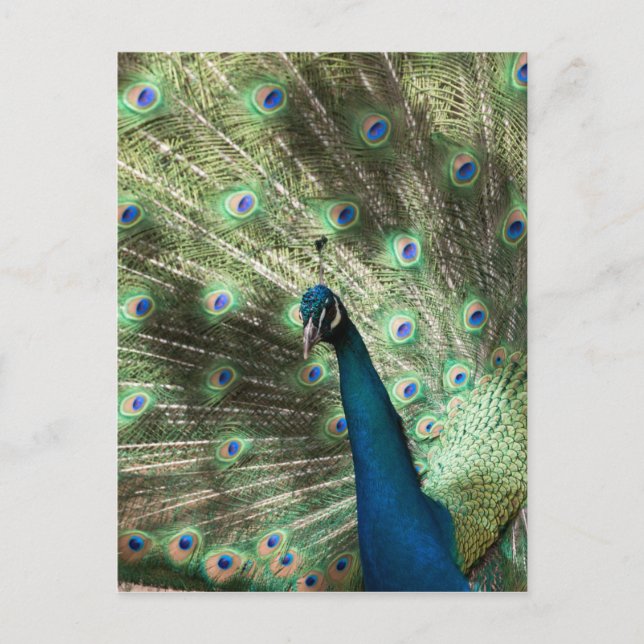 Cartão Postal Peacock (Frente)