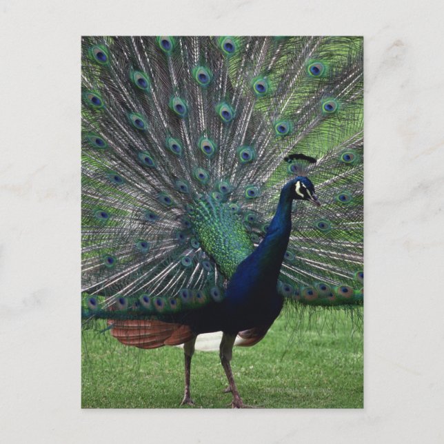 Cartão Postal Peacock (Frente)