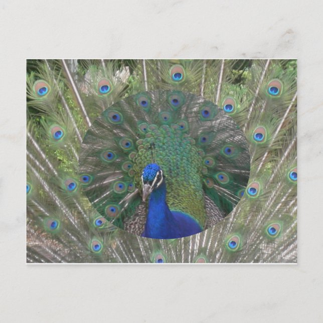 Cartão postal Peacock (Frente)