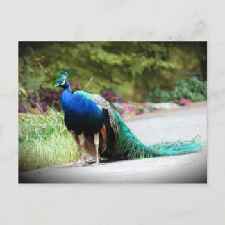 Cartão Postal Peacock