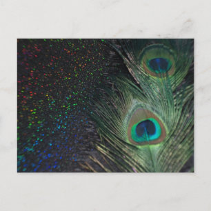 Cartão Postal Peacock arco-íris preto