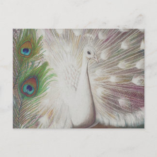 Cartão Postal Peacock Branco e Impressão de arte de Pavão Verde