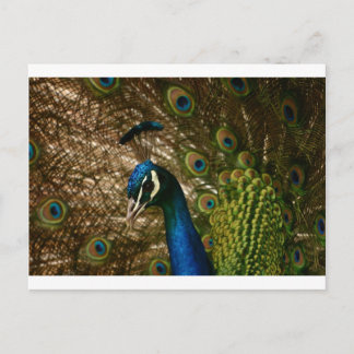Cartão Postal Peacock Closeup
