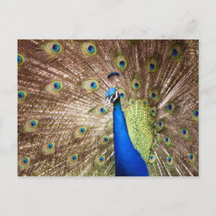 Cartão Postal Peacock exibindo plumagem