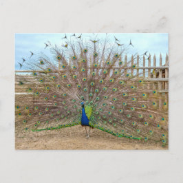 Cartão Postal Peacock exibindo, velho Fort Corral de Bent