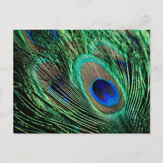 Cartão Postal Peacock Feather Lucky (Frente)