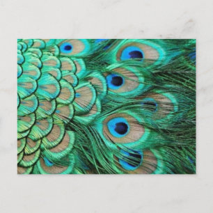 CARTÃO POSTAL PEACOCK FEATHERS