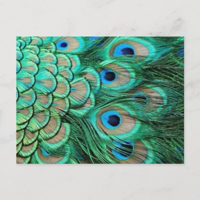 CARTÃO POSTAL PEACOCK FEATHERS (Frente)