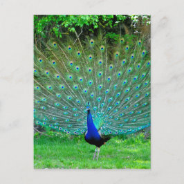 Cartão Postal Peacock Light