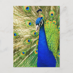 Cartão Postal Peacock mostrando sua plumagem colorida