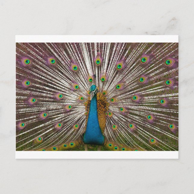Cartão Postal Peacock pacífico (Frente)