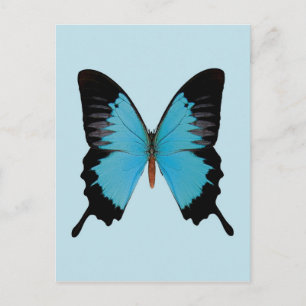 Cartão Postal Peacock Royal