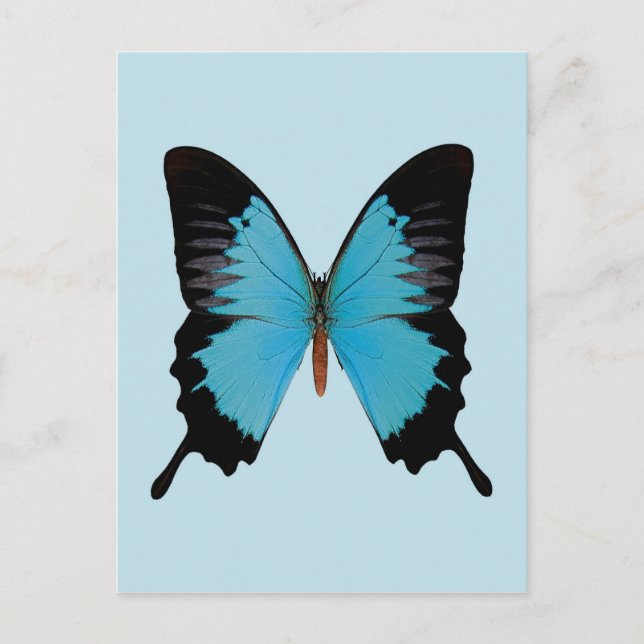 Cartão Postal Peacock Royal (Frente)