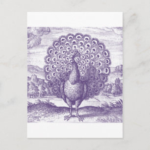 Cartão Postal Peacock, uma gravura vintage