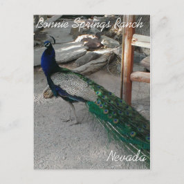 Cartão Postal Peacocks em Bonnie Primaveras Nevada - Cartão-post