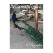 Peacocks em Bonnie Primaveras Nevada - Cartão-post