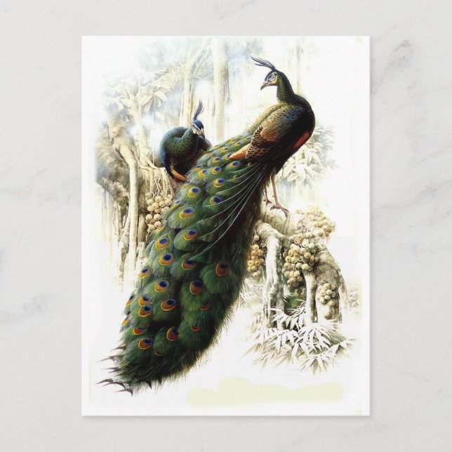 Cartão Postal Peacocks em repouso (Frente)