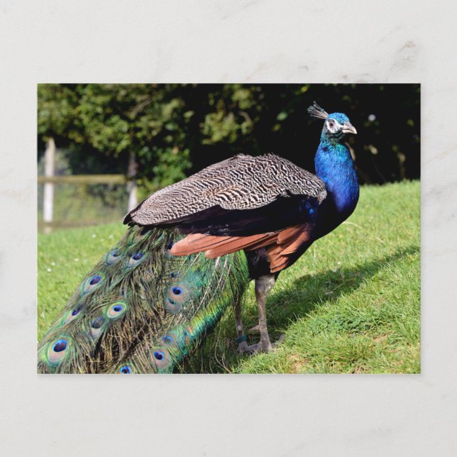 Cartão Postal Peafowl indiano masculino (Frente)